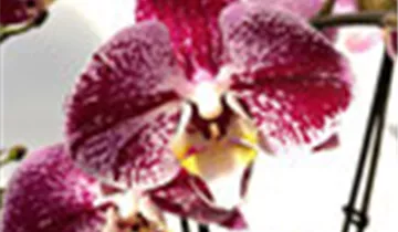 1A Garten Ammer