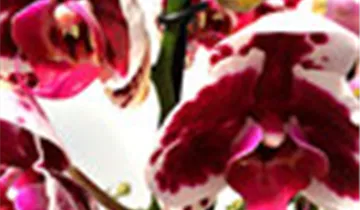 1A Garten Ammer