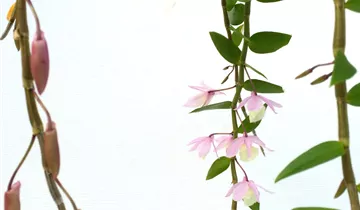 1A Garten Ammer