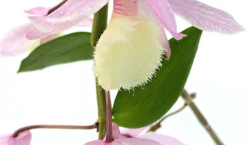 1A Garten Ammer