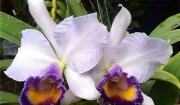 1A Garten Ammer