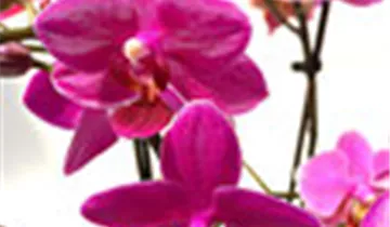 1A Garten Ammer