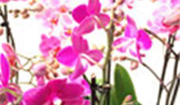 1A Garten Ammer