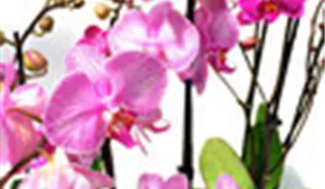 1A Garten Ammer