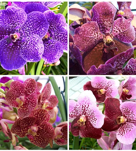 Überraschungsvanda Überraschungsvanda