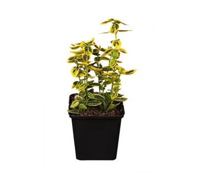 Euonymus fortunei 'Emerald´n Gold'
