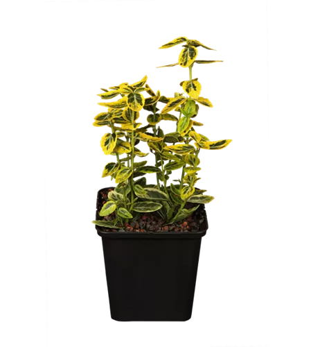 Euonymus fortunei 'Emerald´n Gold'