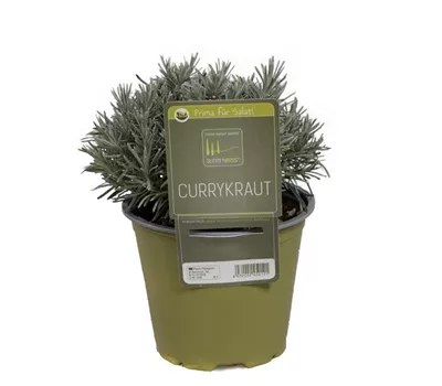 Helichrysum italicum