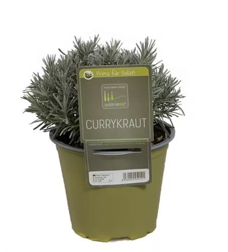 Helichrysum italicum