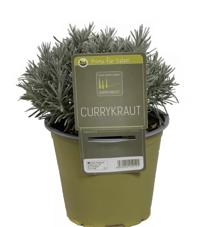 Currykraut Currykraut