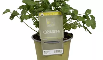 1A Garten Ammer 1A Garten Ammer