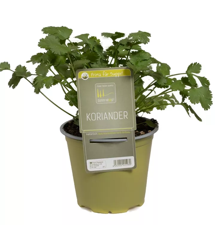 Koriander Koriander