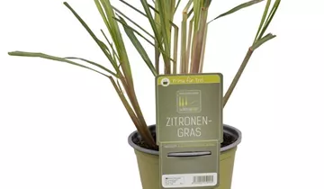 Zum Vergrößern klicken Bildvorschau