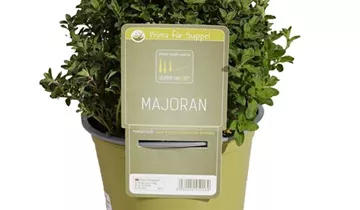 1A Garten Ammer 1A Garten Ammer