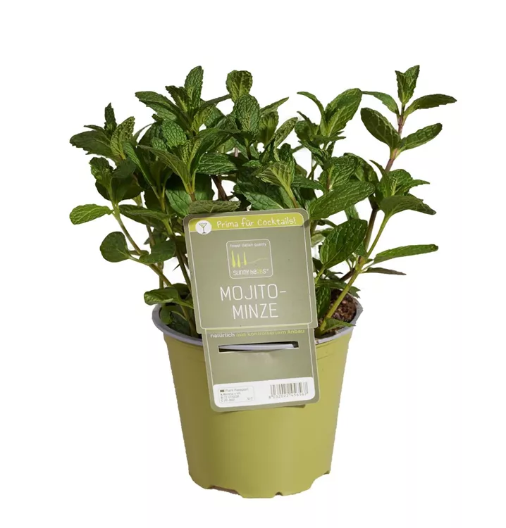 Mojito-Minze