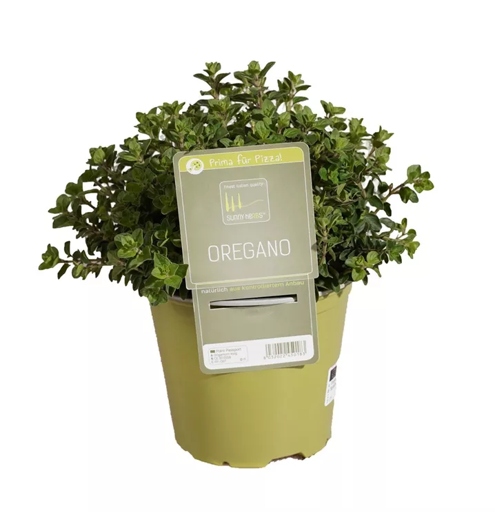 Oregano
