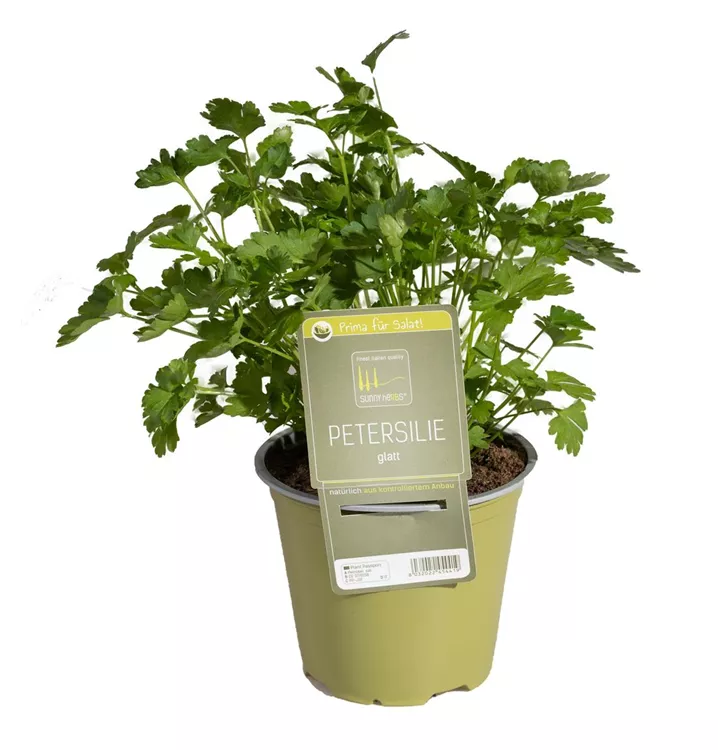 Glatte Petersilie Glatte Petersilie