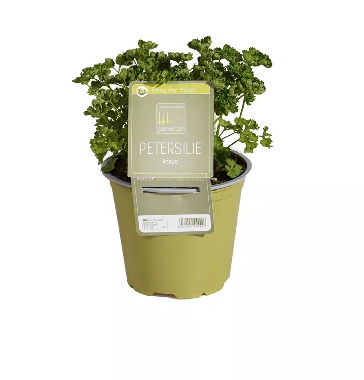 Krause Petersilie Krause Petersilie