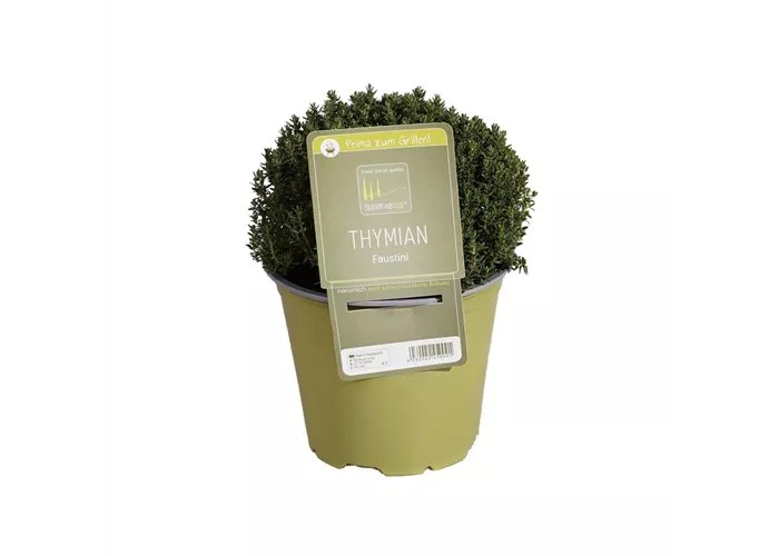 Thymus vulgaris 'Faustini' Thymus vulgaris 'Faustini'