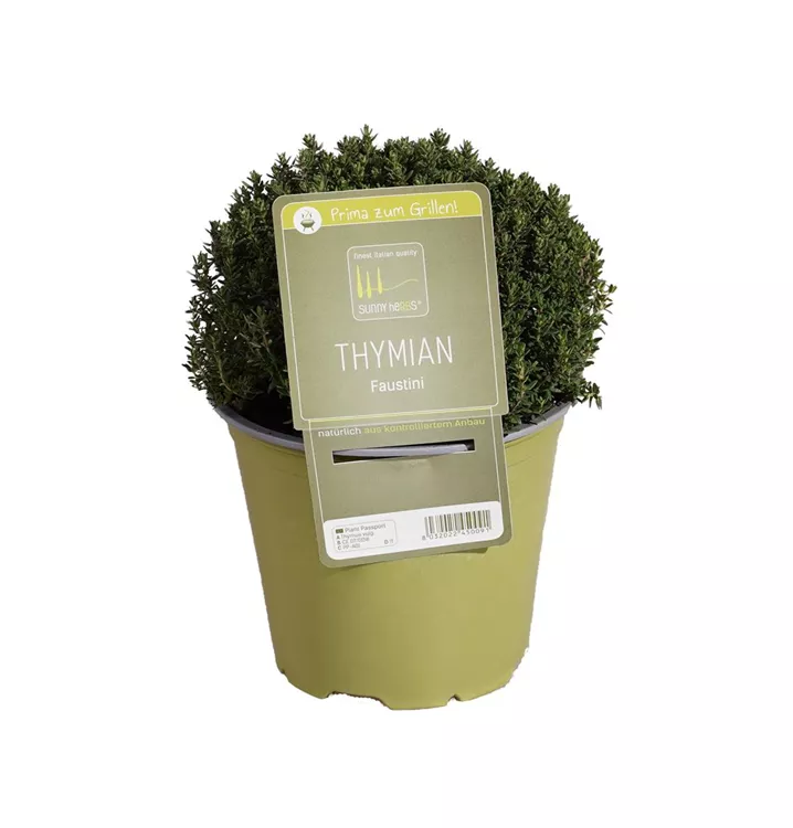 Thymian 'Faustini' Thymian 'Faustini'