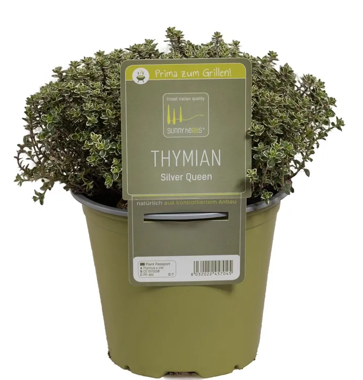 Weißrandiger Garten-Thymian 'Silver Queen'
