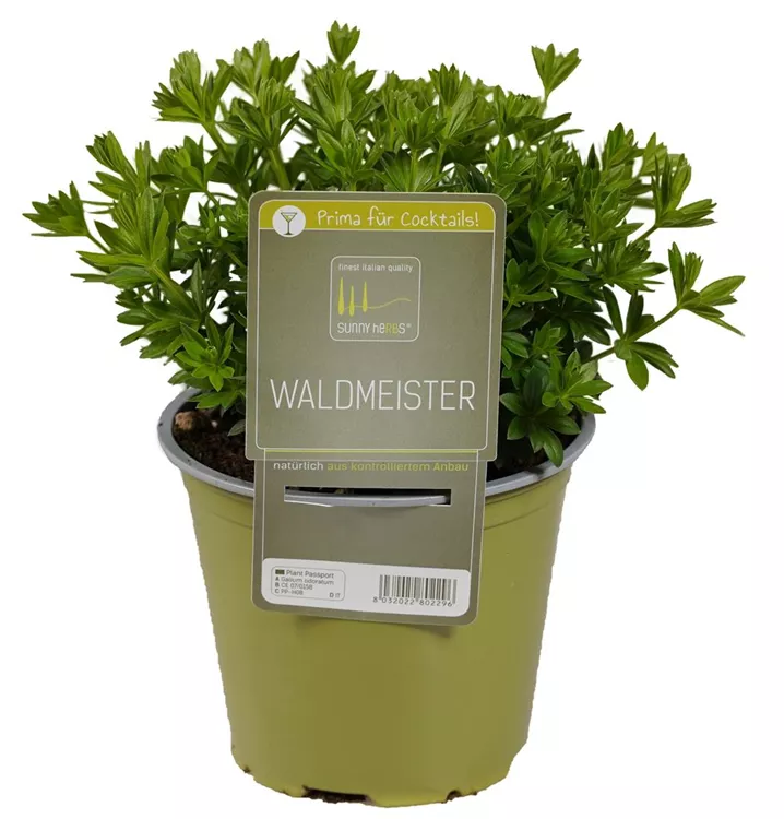 Echter Waldmeister