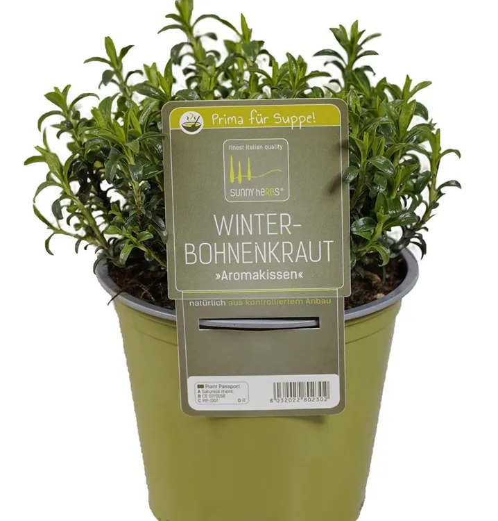 Winter-Bohnenkraut