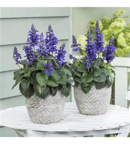 Salvia far. T12 " Der freche Michel"