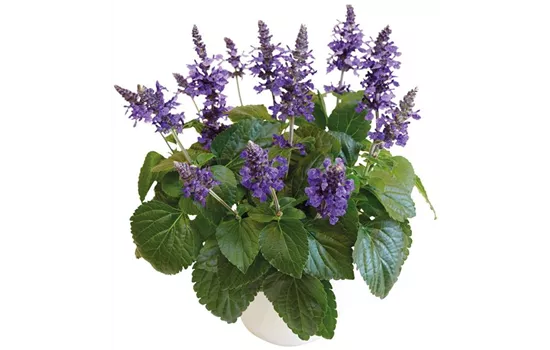 Salvia far. T12 " Der freche Michel"