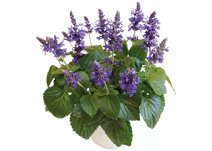 Salvia far. T12 " Der freche Michel"