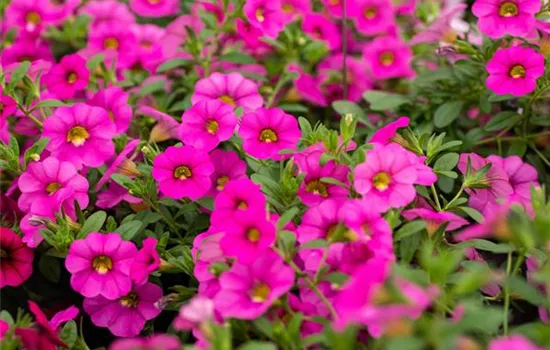 Calibrachoa MiniFamous® Neo 'Pink'