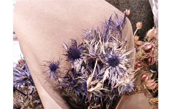 Eryngium blue star natur Eryngium blue star natur