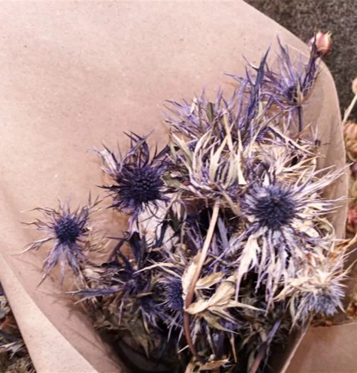 Eryngium blue star natur
