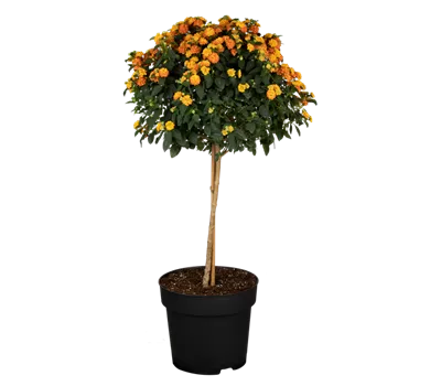 Lantana camara, Stamm, orange