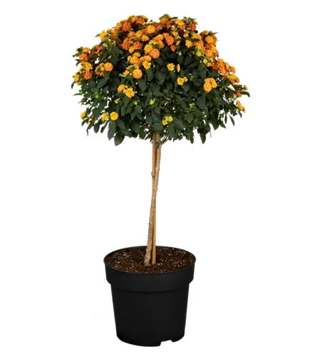 Lantana camara, Stamm, orange