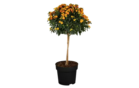 Lantana camara, Stamm, orange