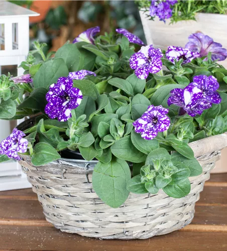 Petunia 'NightSky'®