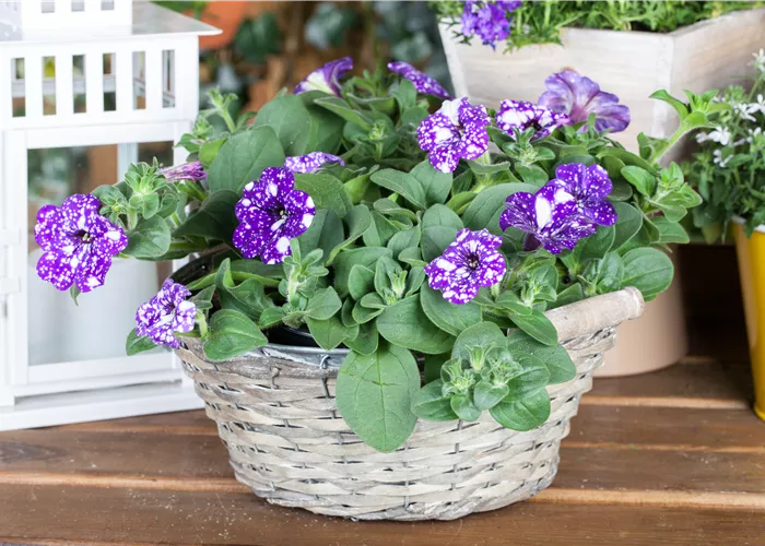 Petunia 'NightSky'®