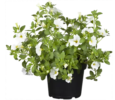 Calibrachoa 'Aloha Kona White'