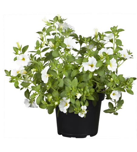 Calibrachoa 'Aloha Kona White'