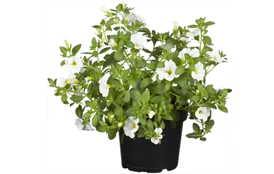 Calibrachoa 'Aloha Kona White'