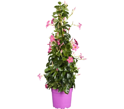 Mandevilla sanderi, Pyramide, rosa