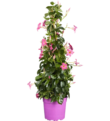 Mandevilla sanderi, Pyramide, rosa
