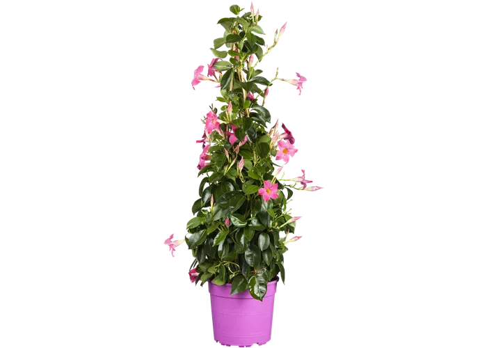 Mandevilla sanderi, Pyramide, rosa