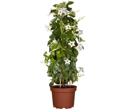 Mandevilla sanderi, Pyramide, weiß