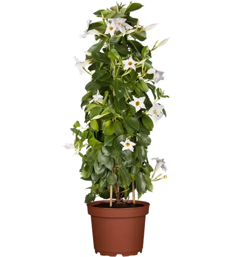 Mandevilla sanderi, Pyramide, weiß