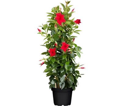 Mandevilla sanderi, Pyramide, rot