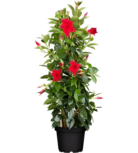 Mandevilla sanderi, Pyramide, rot