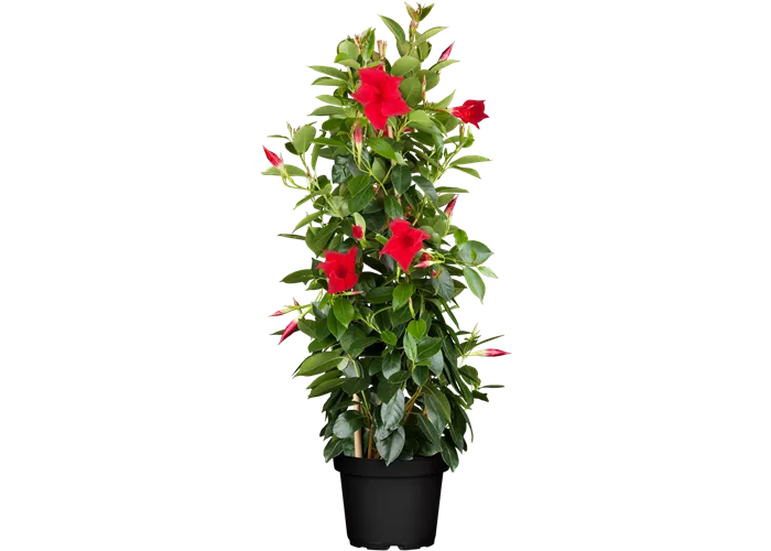 Mandevilla sanderi, Pyramide, rot