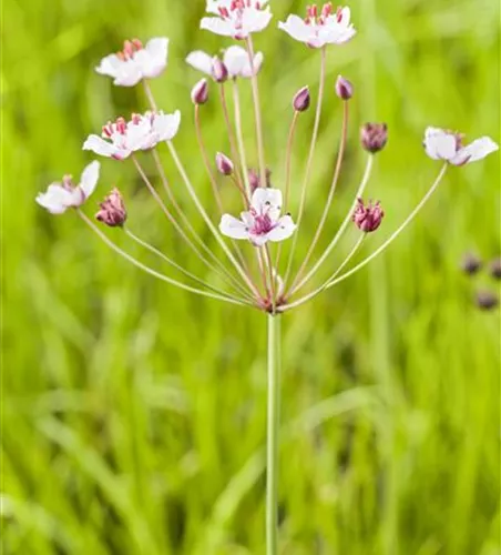Butomus umbellatus